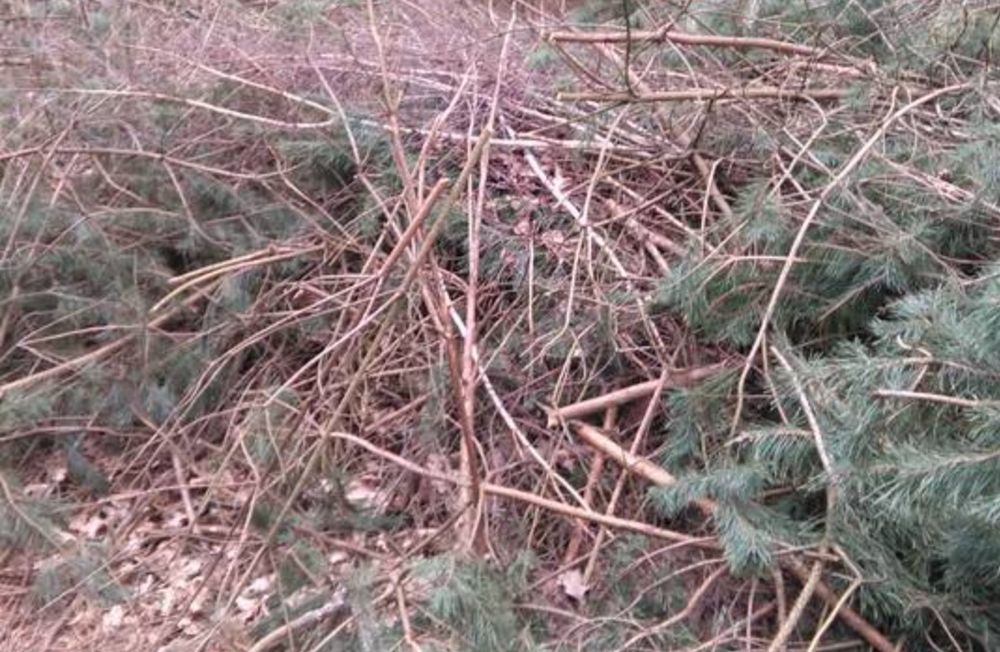 Oddam duzą ilość gałęzi