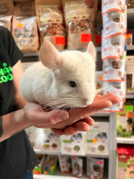Szynszyla Biała samica - Tina Zoo Witkiewicza