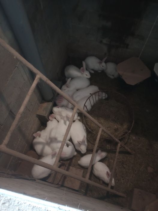 Кролі термонці різного віку.