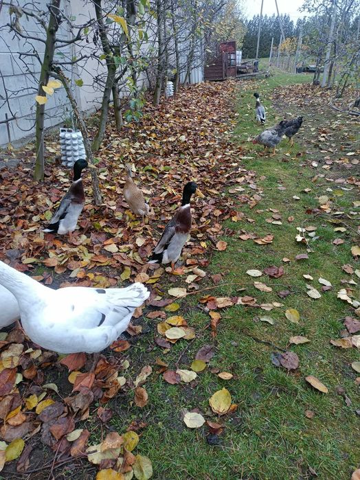 Zwierzęta kaczki i gęsi