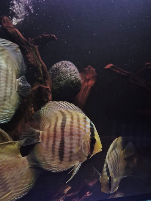 Discus heckli wild/Paletki /dyskowce