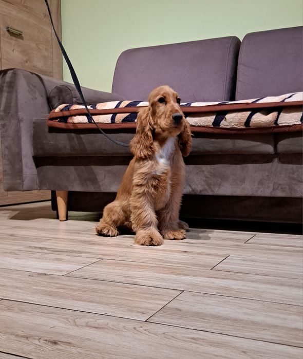 Cocker spaniel angielski piesek