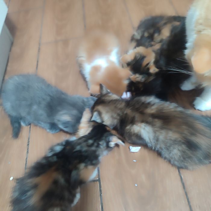 Котинята в добрі рукі