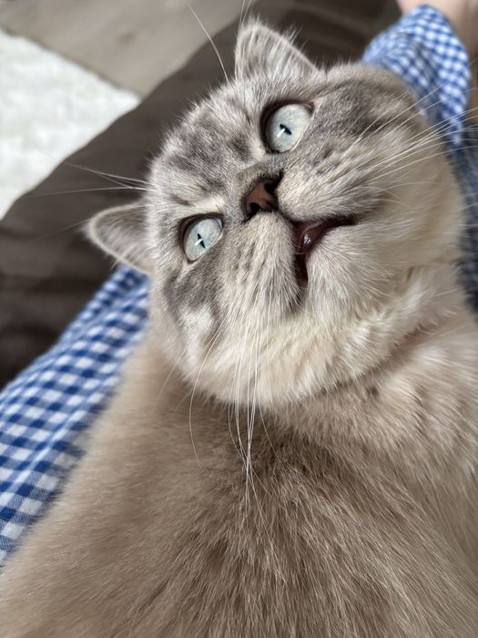 Кот на вязку британец