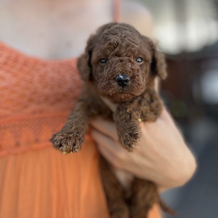 шикарний хлопчик у забарвленні RED BRAUN