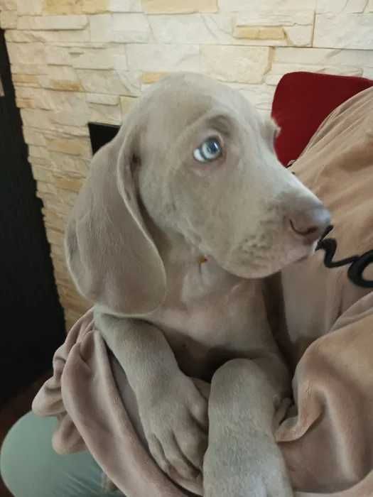 Wyżeł Weimarski domowo-rodzinny WEIMARANER