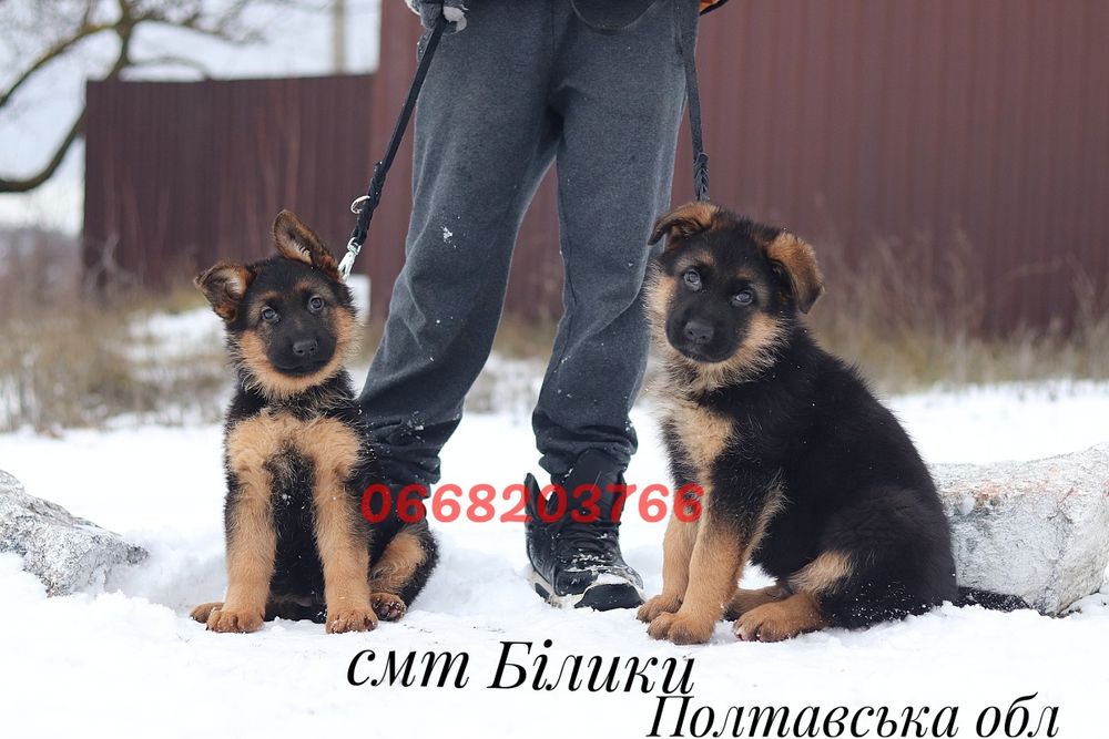 Немецкая овчарка — надёжность и преданность