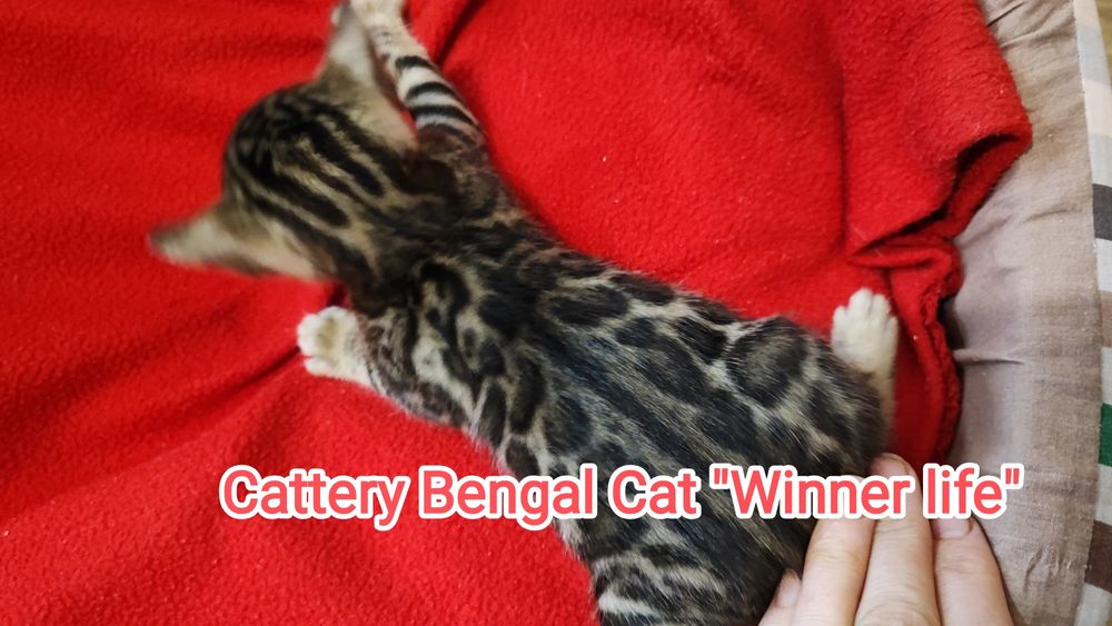 Бенгальская девочка. Ранее бронирование !Документы клуба WCF