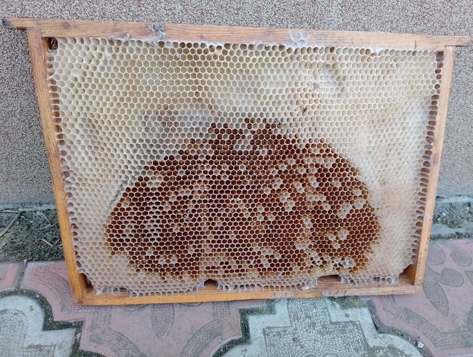 Ramka wielkopolska-susz