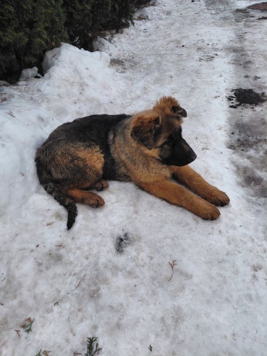 Німецька Вівчарка.