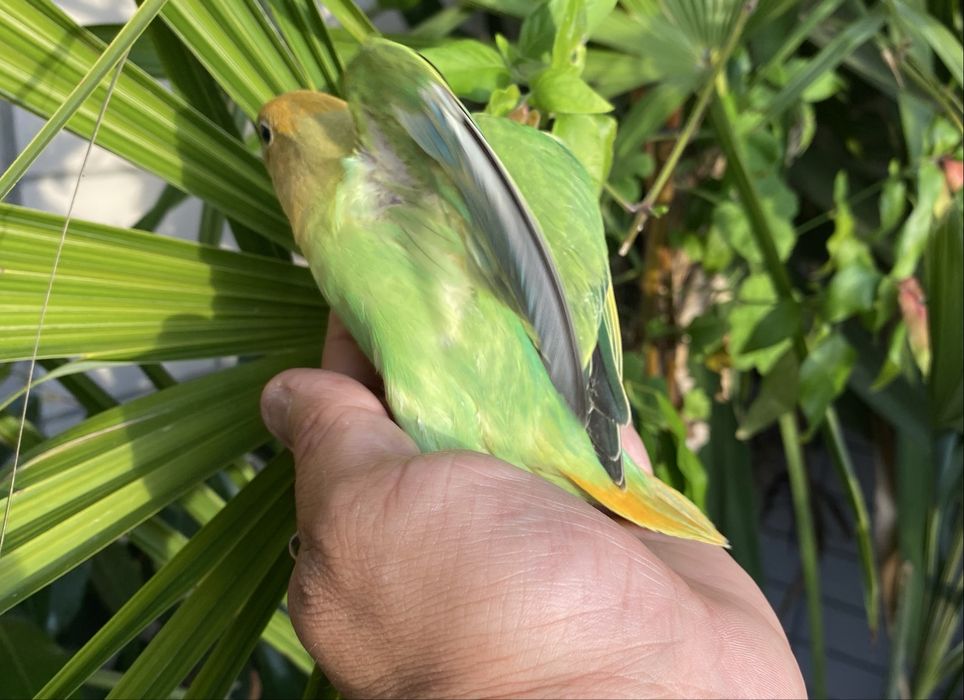Agapornis domesticado