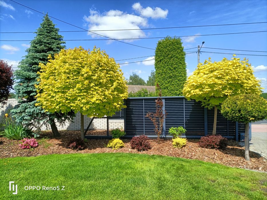 Zakładanie ogrodów .trawniki .nawadnianie.uslugi ogrodnicze