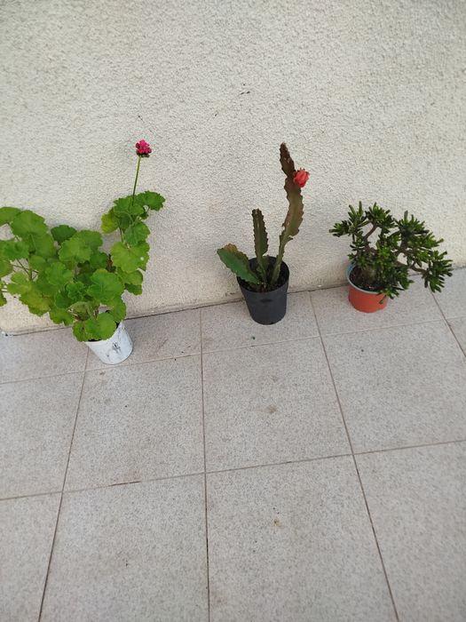 Vasos com plantas