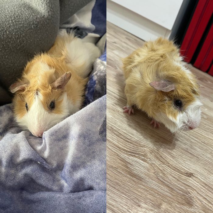 Świnka morska abisyńska - samiec