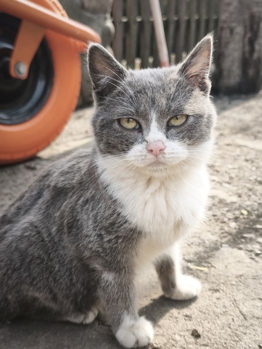 Котик у добрі руки