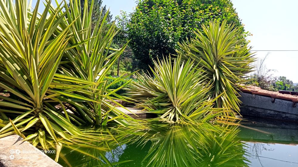 Plantas yuccas.                 .