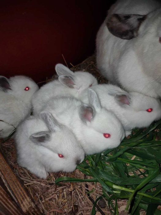 Продаємо м'ясо кролика