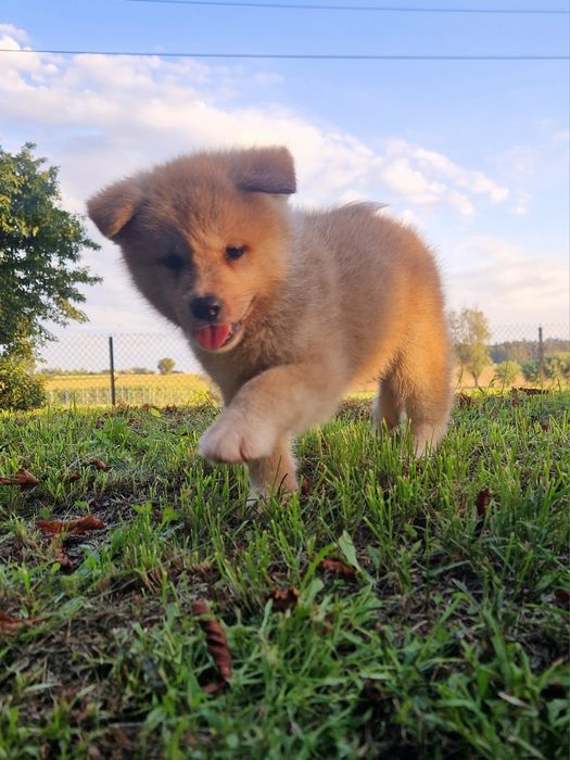Cudowny chłopiec Akita INU