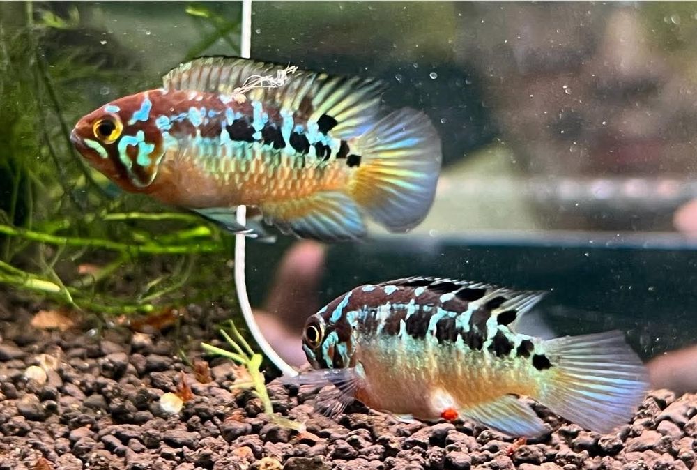 Ciclideos anões raros Ivanacara Bimaculata