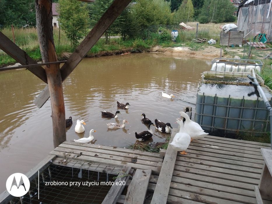 Sprzedam kaczki staropolskie