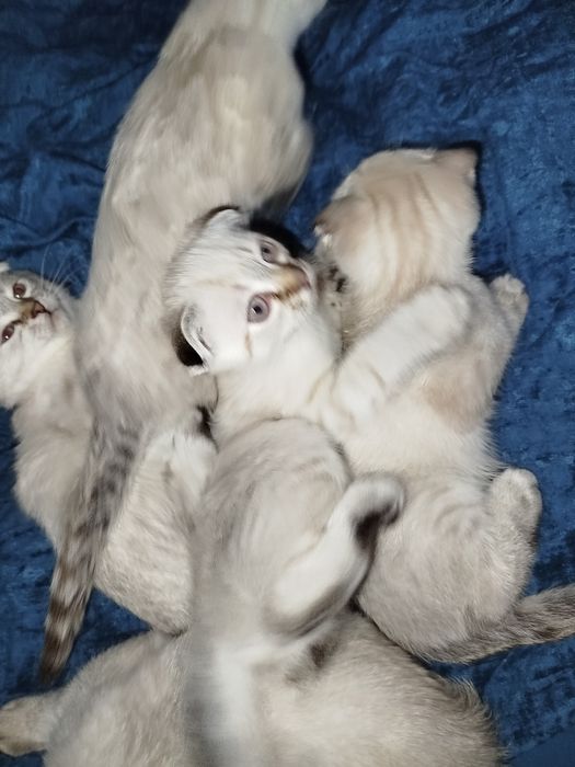 Котята. Срібна шиншила