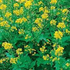 Семена Горчицы,Фацелии.Насіння Гірчиці