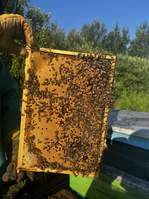Бджоломатки бакфаст