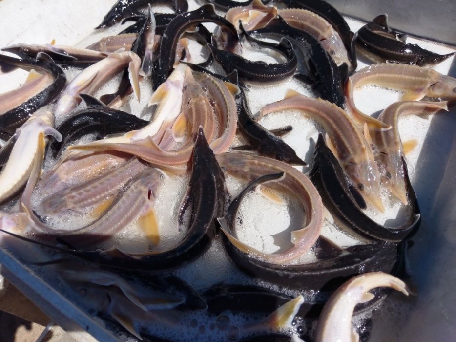 Jesiotr Rosyjski Syberyjski Bester RS Siewruga Sterlet biały Węgorz