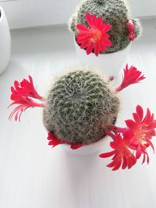 кактус ребуція (червона)