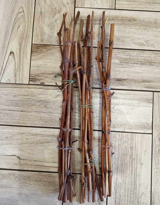 Черенки винограда