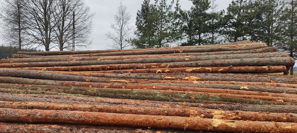 Skup Lasów Podlaskie do wycinki Dłużyca Kłoda las Sosnowy
