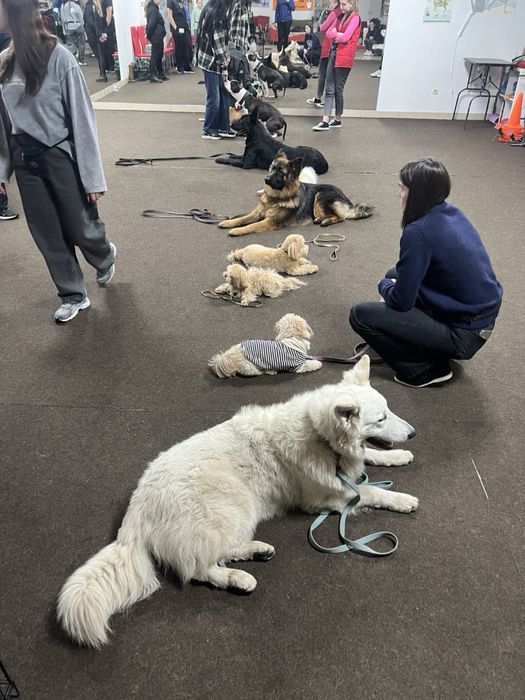 Кинолог, дрессировка Днепр kinologmarianna