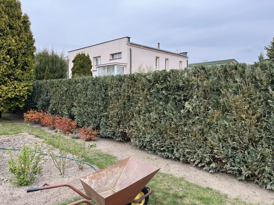 Przycinanie Żywopłotów, Pielęgnacja Ogrodów