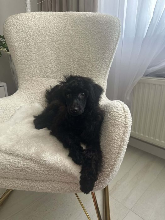 Sliczny chlopiec Pudel miniatura