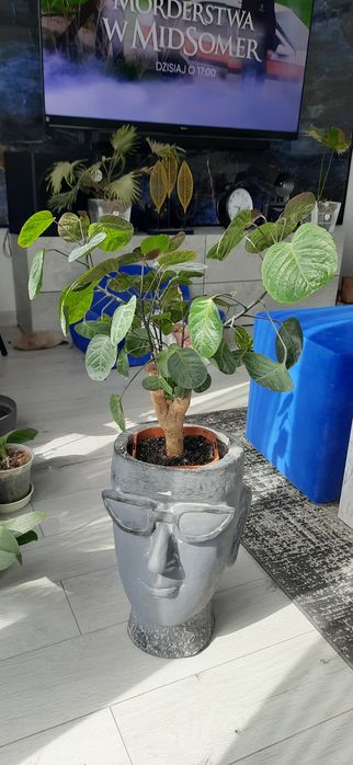 POLYSCJAS roślina ozdobna. Bonsai