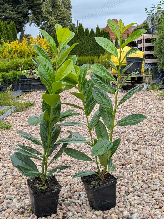 Laurowisnia novita rotundifolia caucasica w donicy rabat