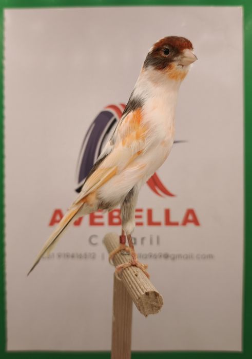 Canários arlequim português