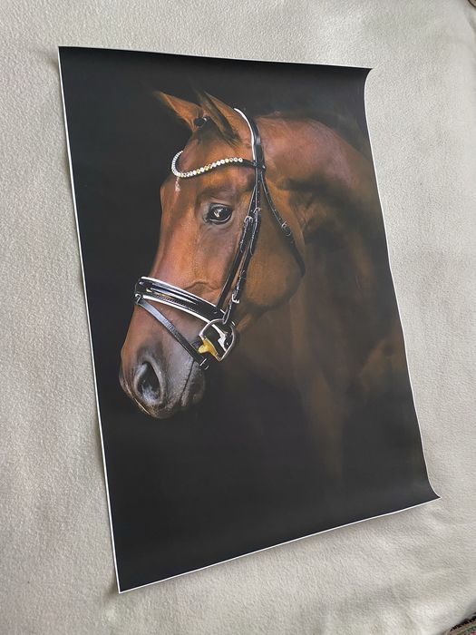 Obrazek na płótnie HD / Portrait Animal Art – Horse Brown (40×60)