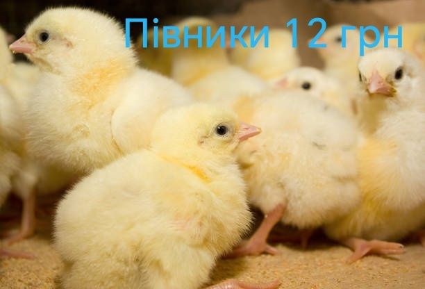 Цыплята Циплята Курчата ДОБОВІ Несушка Браун Сенді Півники Півні Петух