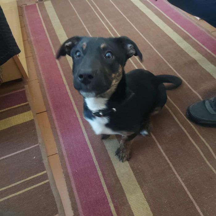 Szczeniak szuka domu