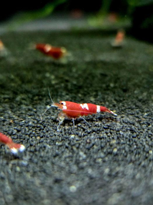 Krewetka caridina wiele odmian "super crystal red, PRL, Pinto, black taiwan, white bee