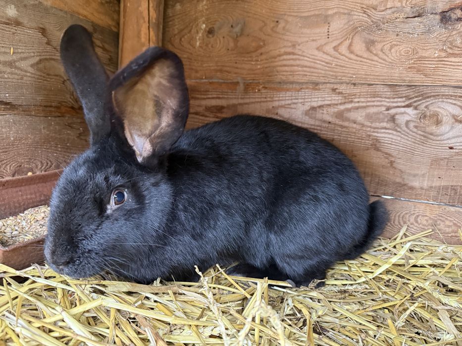 Olbrzym srokacz czarny samica