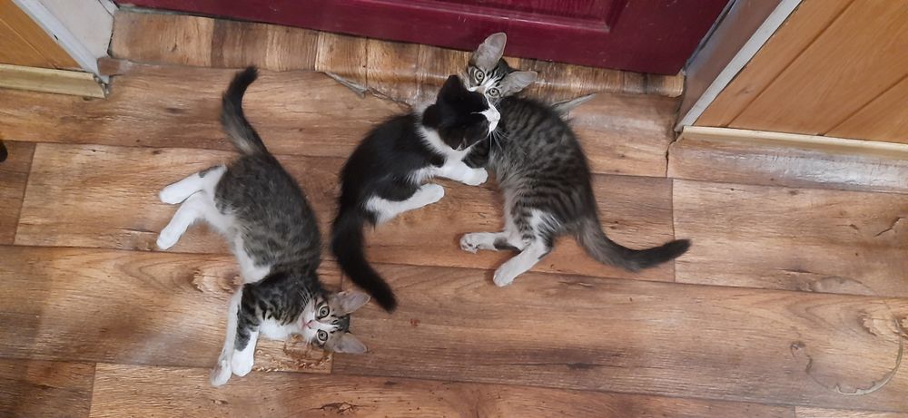 Віддам кошенят(хлопці, 3 місяця), у дбайливу сім'ю