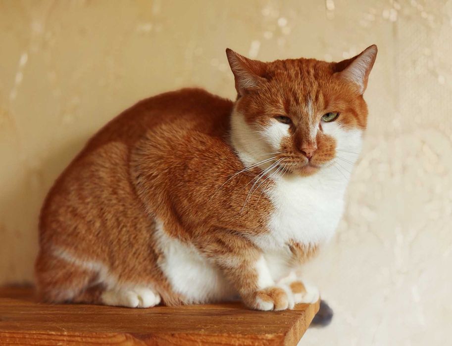 Кіт, котик Цезар (1,5 рочки) – терміново шукає дім!