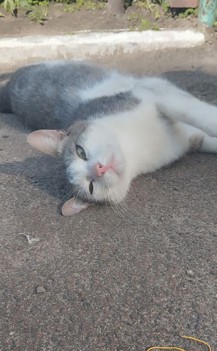 Безкоштовно котик