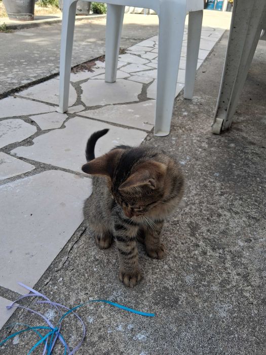 Gatinhos para adoção responsável