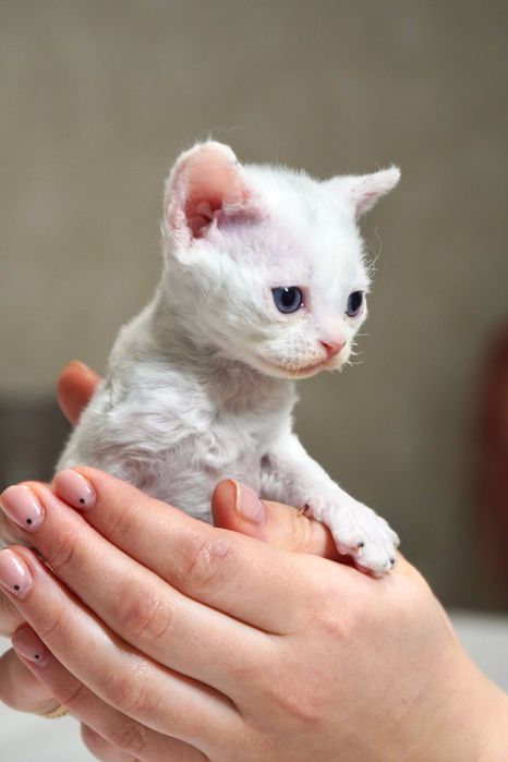 Девон рекс корніш рекс кошеня  ельф