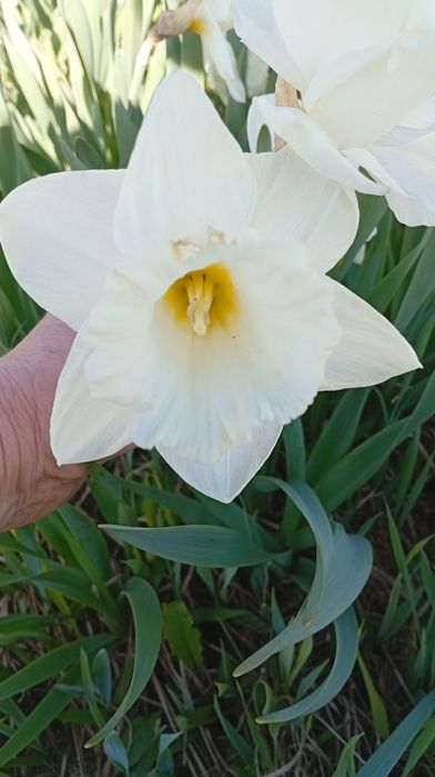 Нарциси трубчасті сортові