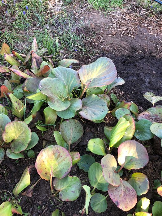 Bergenia kłącza 10 szt piękna bylina.Nadwyżki