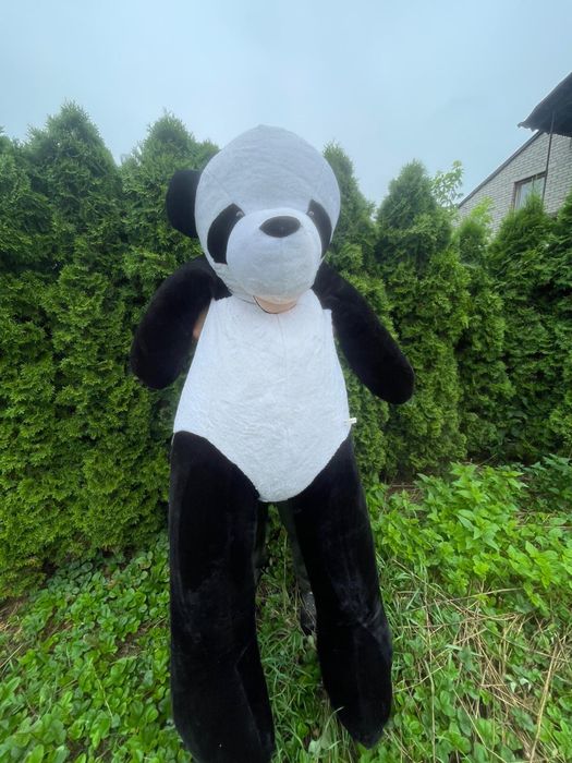 Miś Panda 2 metry